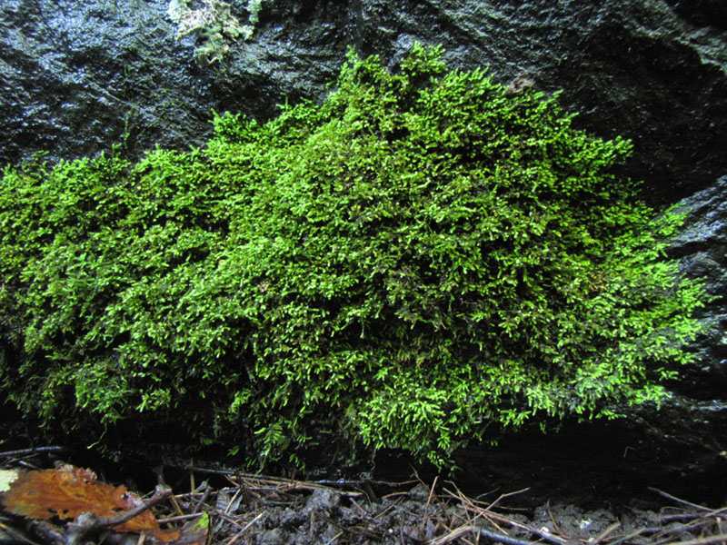 Anomodon rostratus